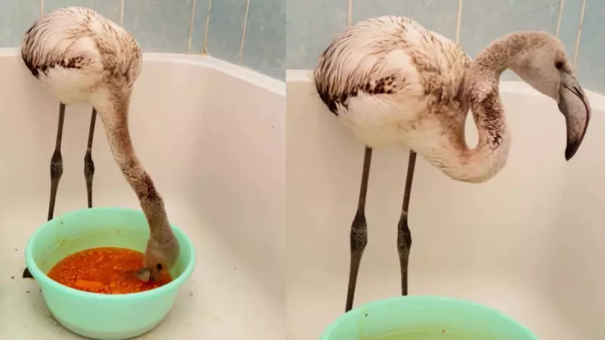 Один из спасённых птенцов фламинго умер по дороге в зоопарк Алматы
