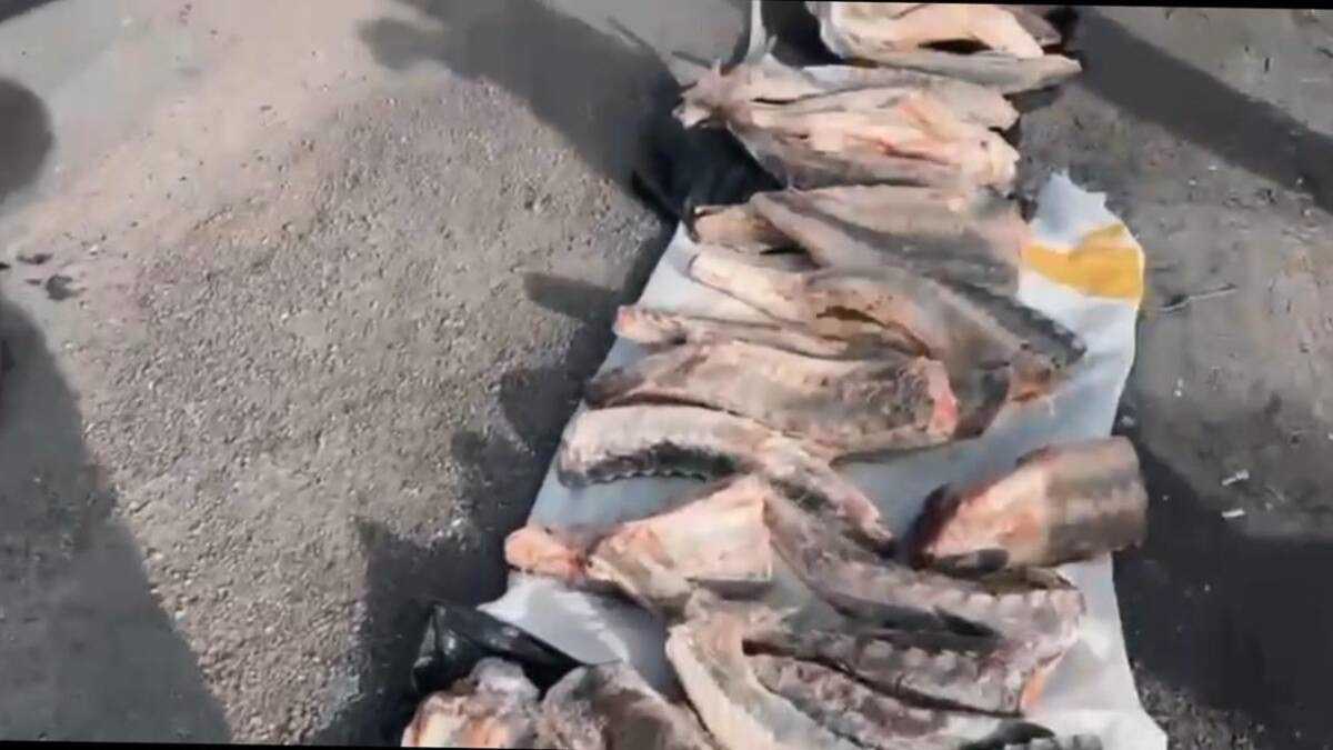 Чёрную икру и осетровую рыбу изъяли в Атырауской области