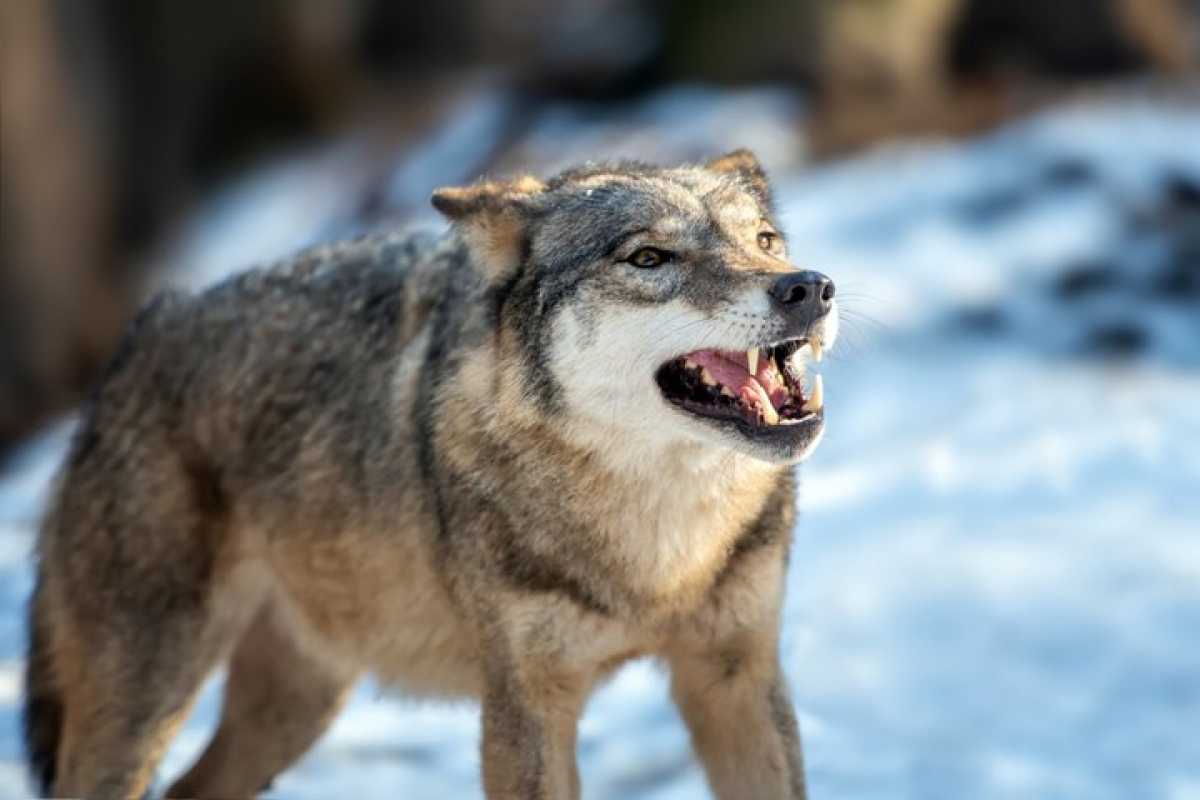 Волк покусал людей в Карагандинской области: хищника ликвидировали