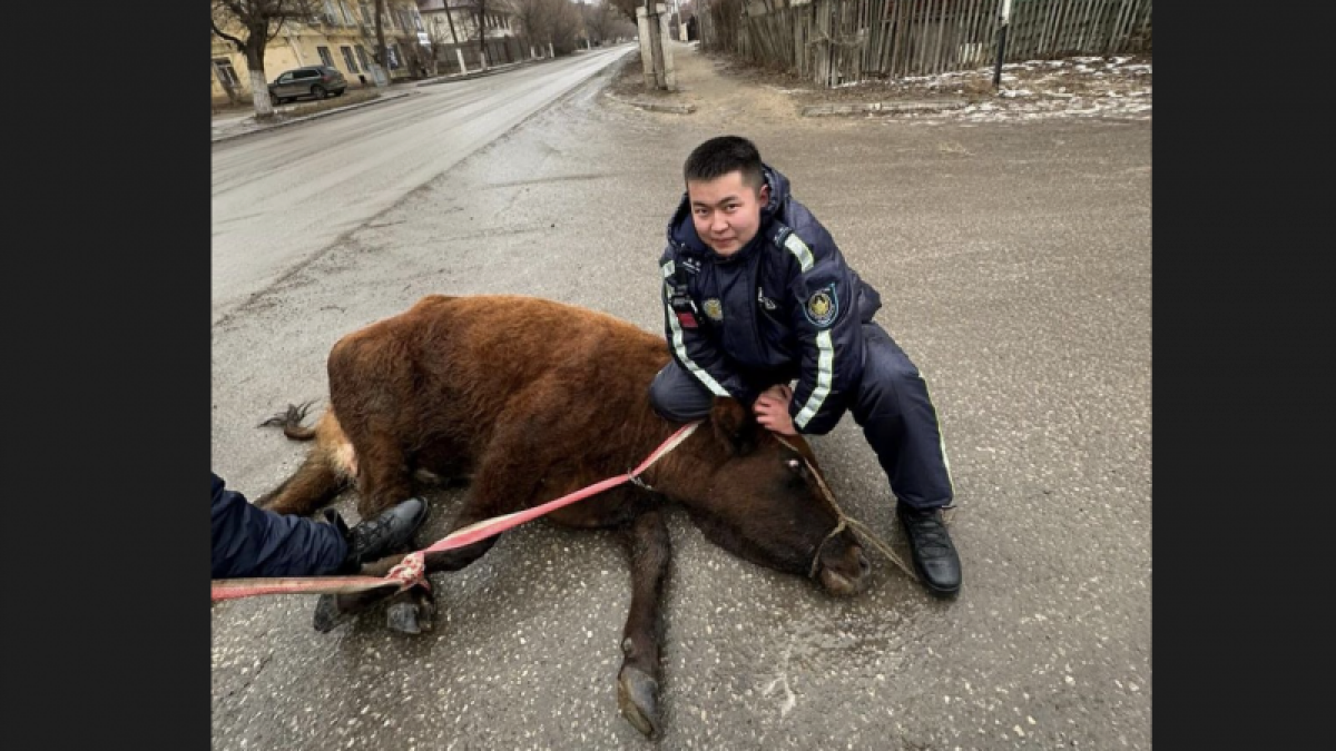 Погоню за коровой устроили патрульные в Актобе