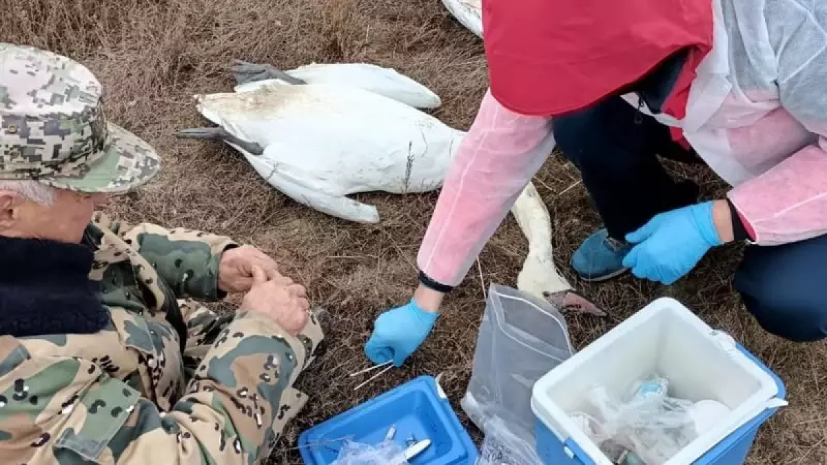 30 мёртвых лебедей обнаружили у озера в Мангистауской области