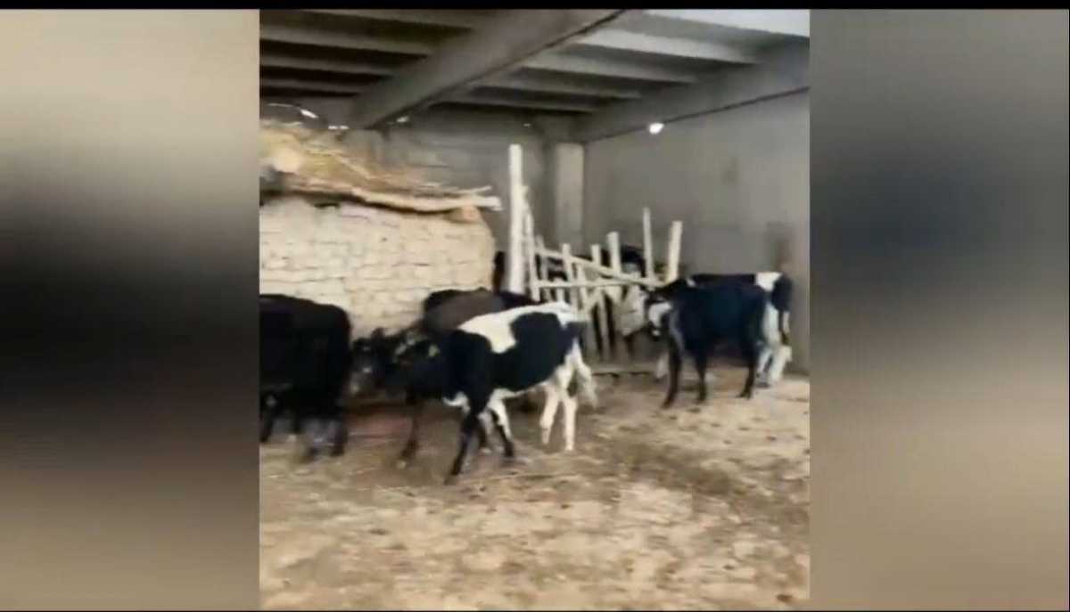 20 пропавших коров вернули сельчанину в Туркестанской области