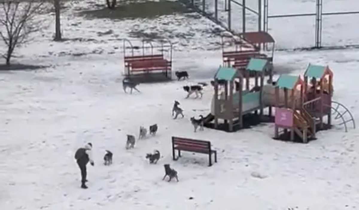 Стая собак напала на подростка в Алматинской области