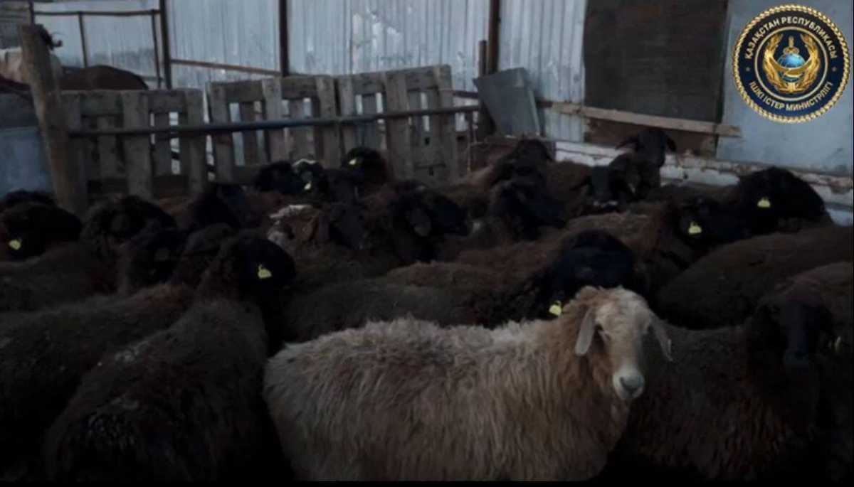 Почти на 2 млн тг похитили овец в Туркестанской области