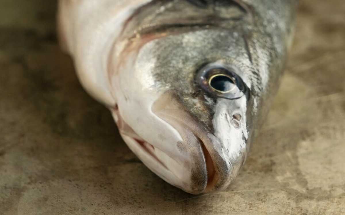Массовый мор рыбы зафиксировали в Атырауской области