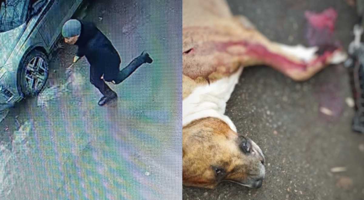 В Алматы собака спасла хозяина от нападавшего с ножом мужчины