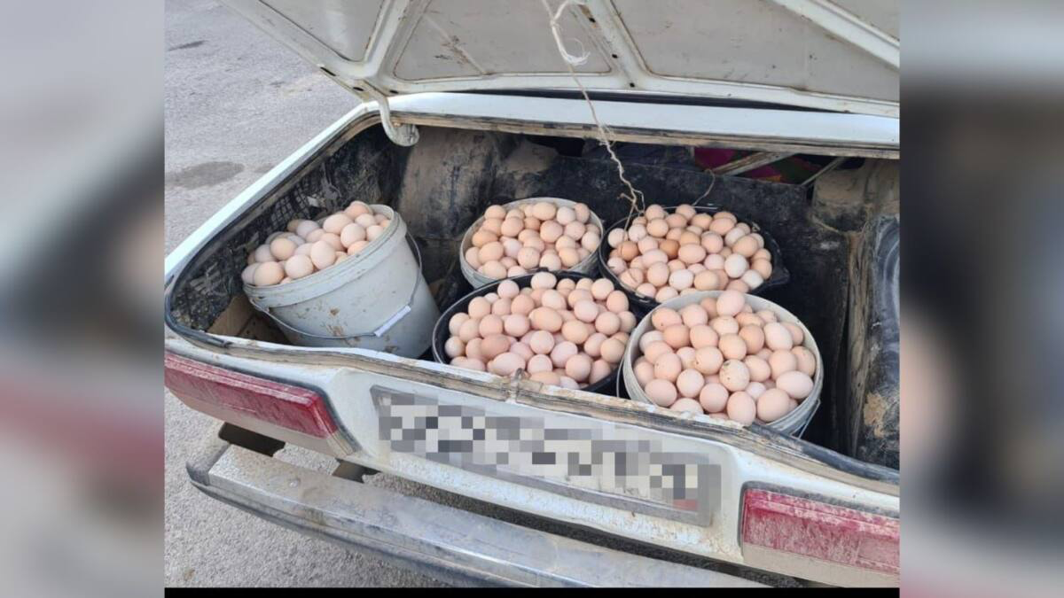 Почти 2 тысячи яиц украли с птицефабрики в Туркестанской области