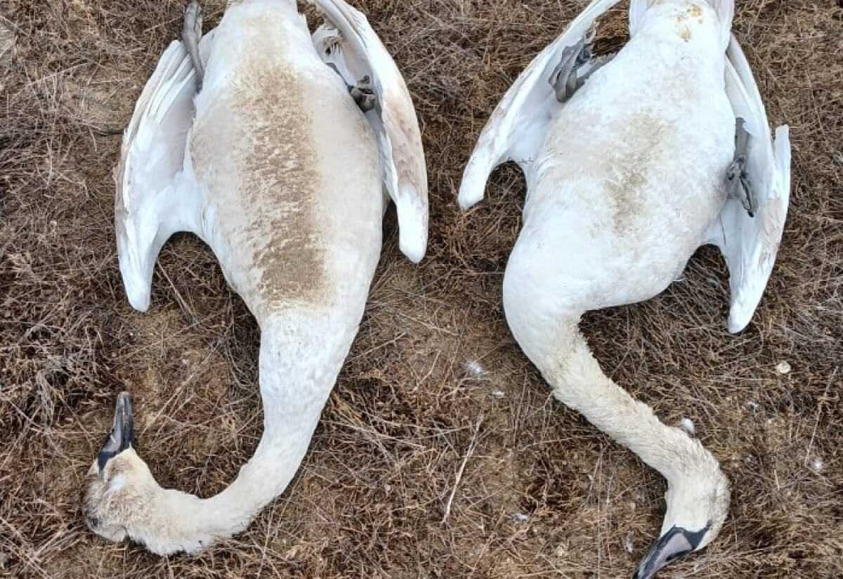 Свыше 600 погибших лебедей: жителей Мангистау призвали не подкармливать птиц