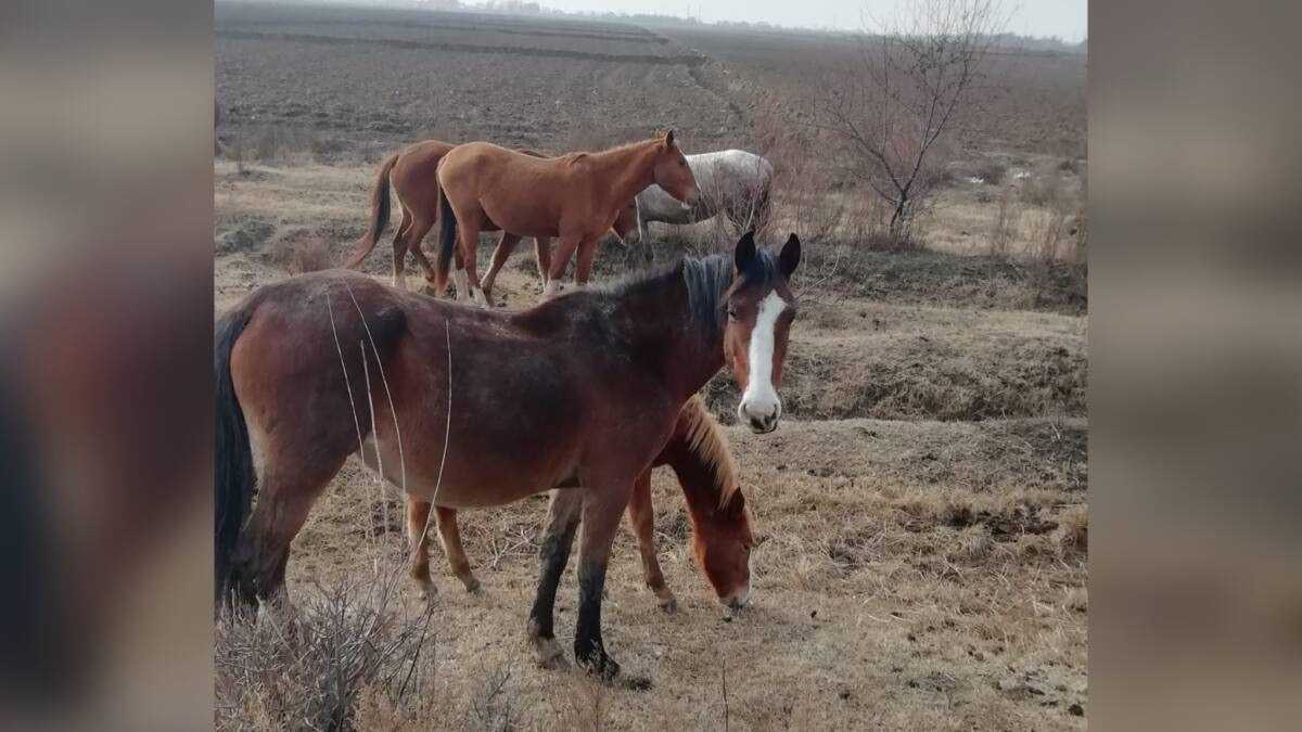 Пропавших во время тумана лошадей вернули сельчанину в Туркестанской области