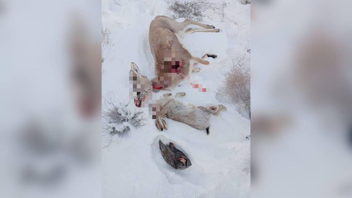 Оружие и тушу краснокнижного животного обнаружили у жителя Жамбылской области
