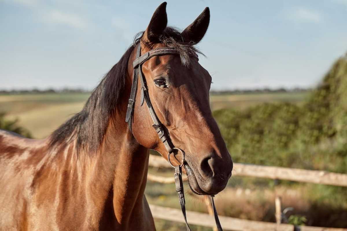 В Казахстане значительно выросло поголовье лошадей