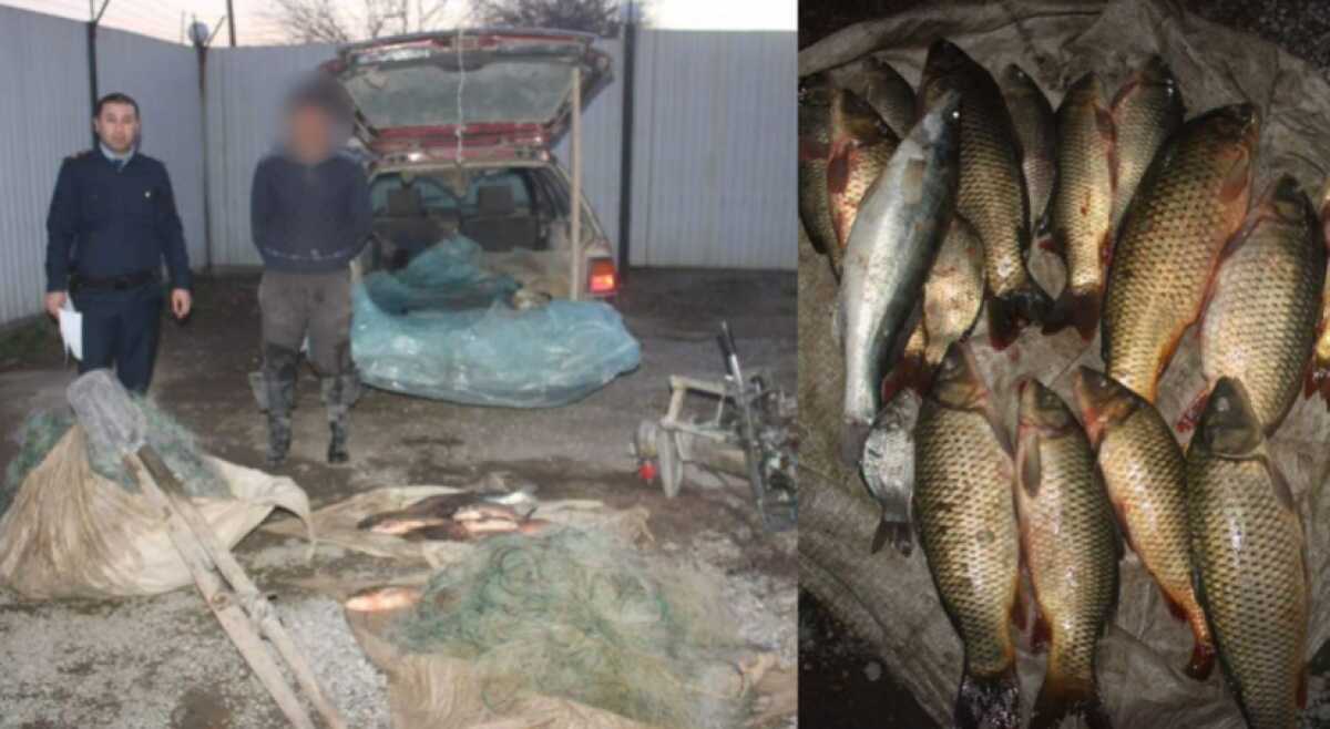 За незаконную добычу рыбы задержали жителя Туркестанской области