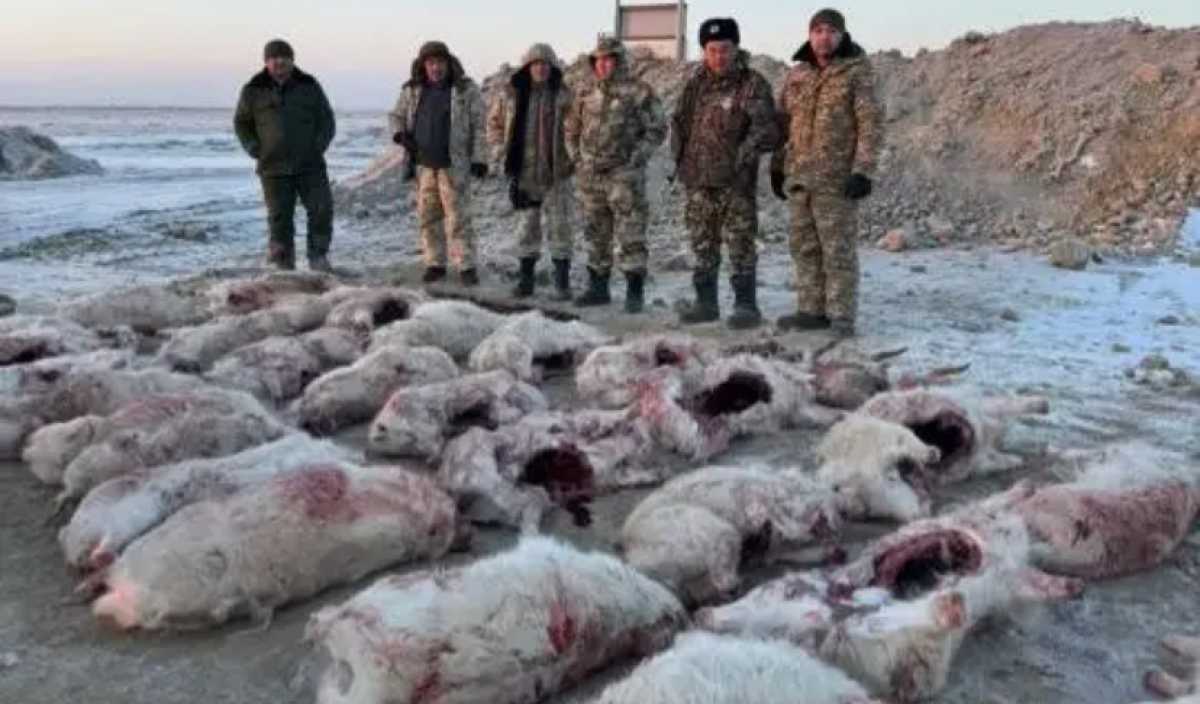 Более 30 туш сайгаков изъяли у браконьеров в Кызылординской области