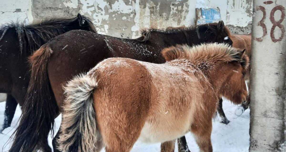 Более 70 пропавших лошадей нашли в Павлодарской области