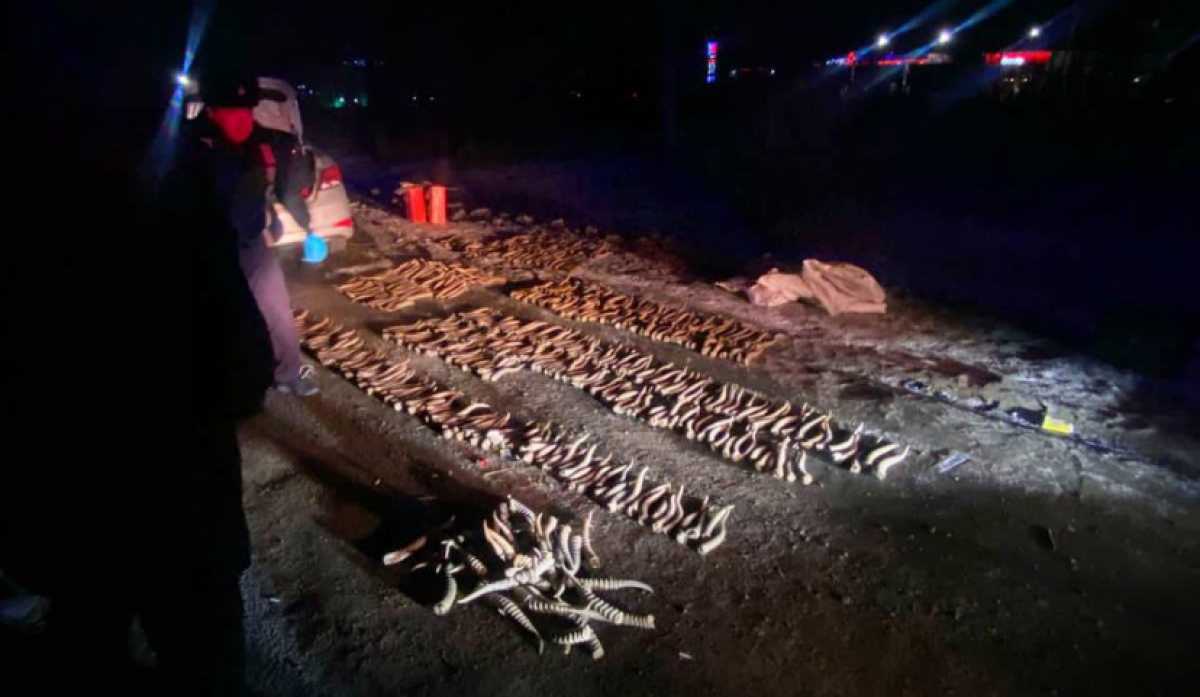 Почти 600 штук рогов сайги обнаружили в авто в Уральске