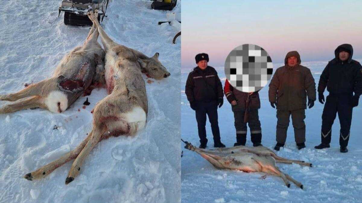Браконьера с тушами косуль задержали в Костанайской области
