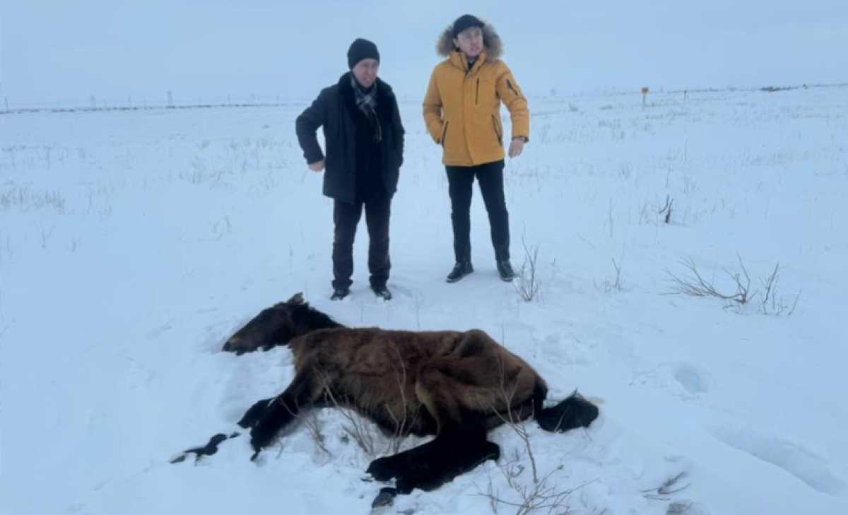 Падёж лошадей в Улытауской области: все погибшие животные не были идентифицированы