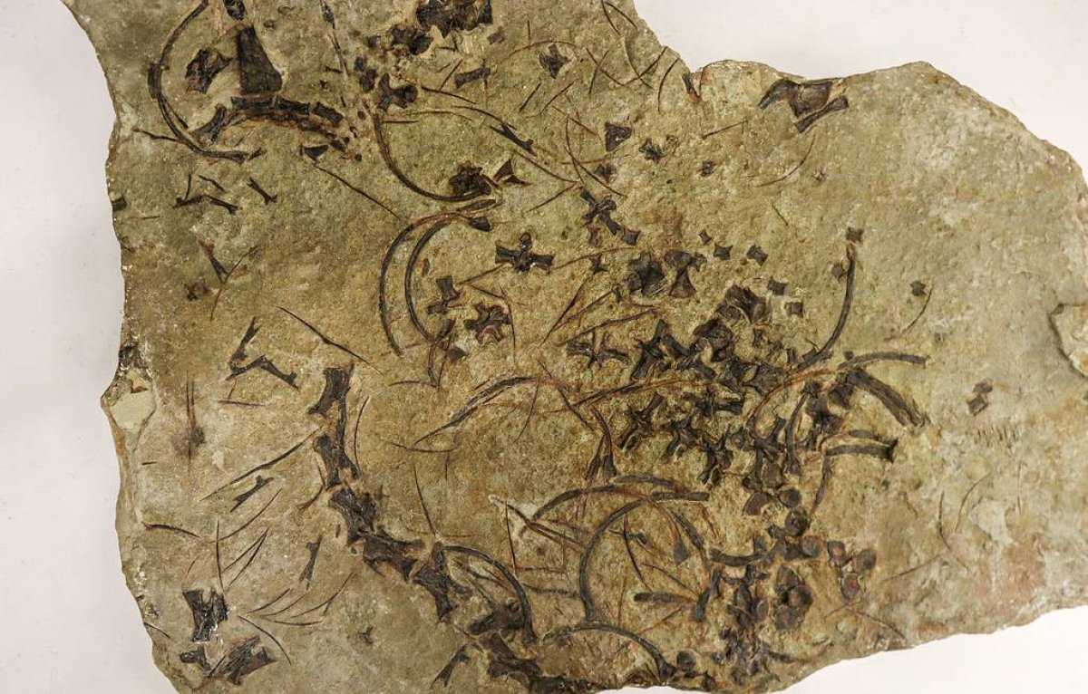 Останки древнейшей морской рептилии нашли в Германии