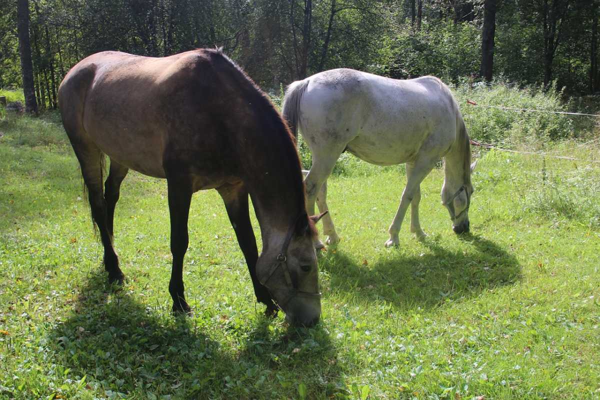 В Казахстане побит тринадцатилетний рекорд по потреблению конины