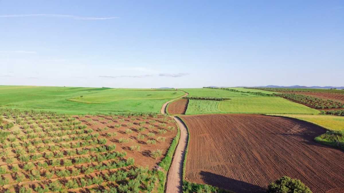В Казахстане увеличат посевы масличных, кормовых культур, картофеля и свеклы