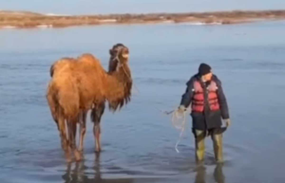 Верблюдов спасли из воды в Акмолинской области
