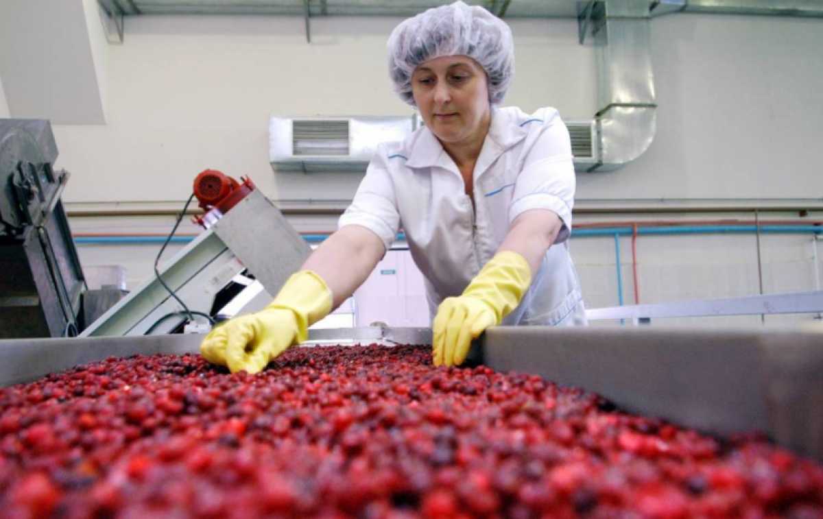 Плодово-ягодный комбинат в Алматинской области снизил зависимость страны от импорта по яблокам на 5% и на 100% по ягодам