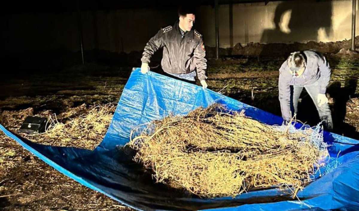 Пастух заготовил на зиму более 40 кг наркотиков в Жамбылской области