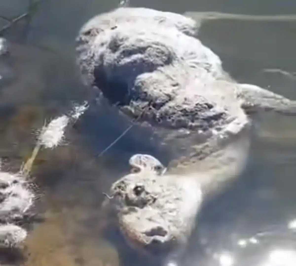 Сотни голов мертвых сайгаков сняли на видео в ЗКО