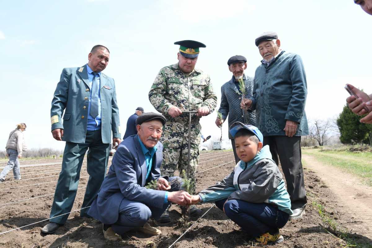 Лесной фонд Алматинской области приумножился на 10 тысяч саженцев