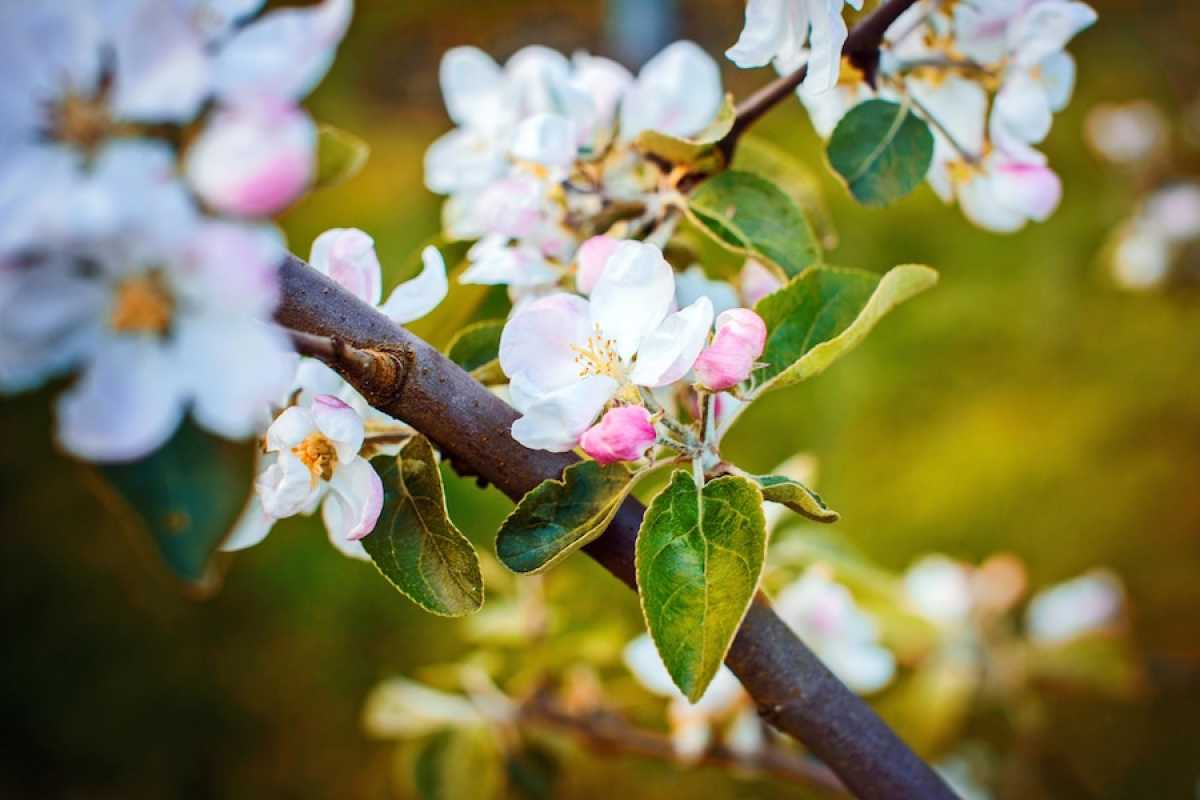 В Алматы появятся новые яблоневые сады