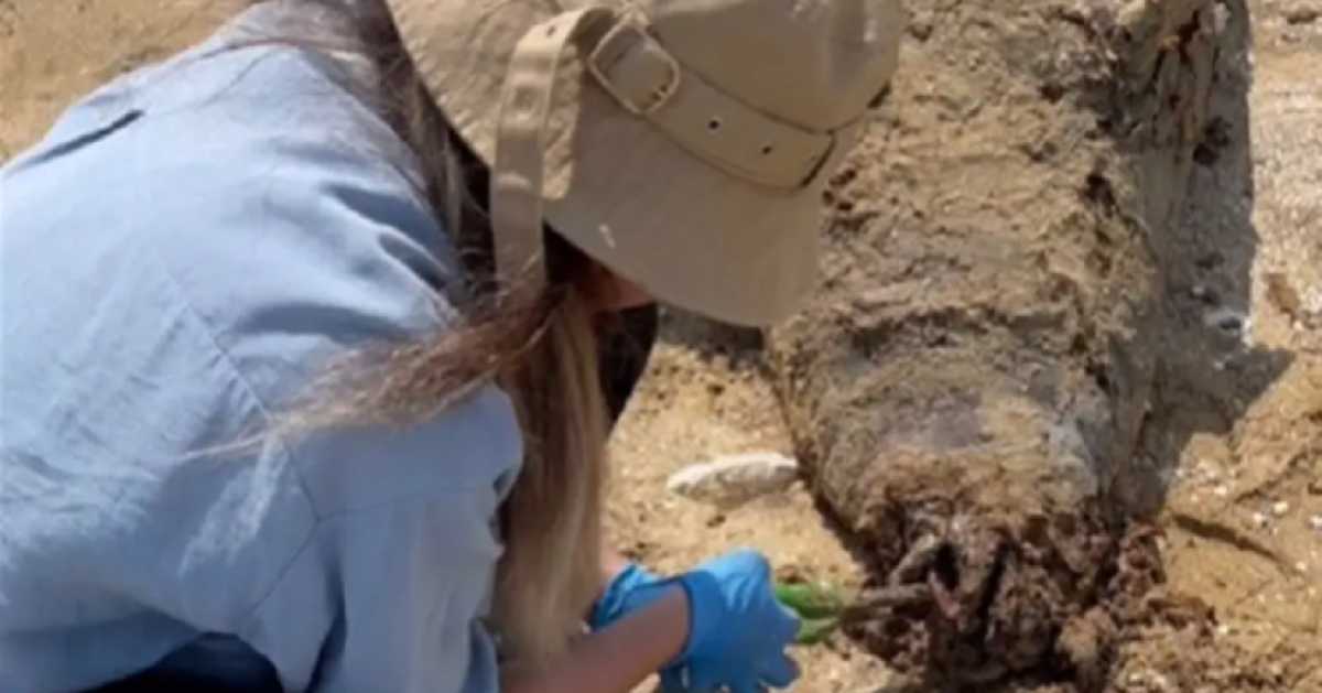 Мёртвых тюленей нашли на побережье Каспия в Мангистауской области