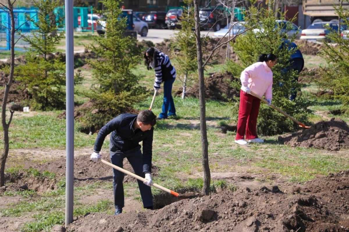 Более 300 деревьев посадили в сквере «Жастар-2» в Астане