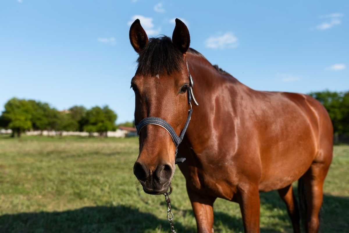 Лошадей на 12 млн тг украл скотокрад у жителя Жетысуской области