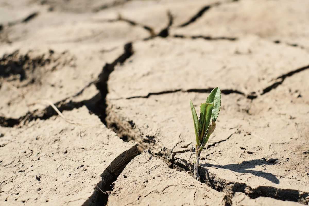 В трёх областях Казахстана ожидается засуха