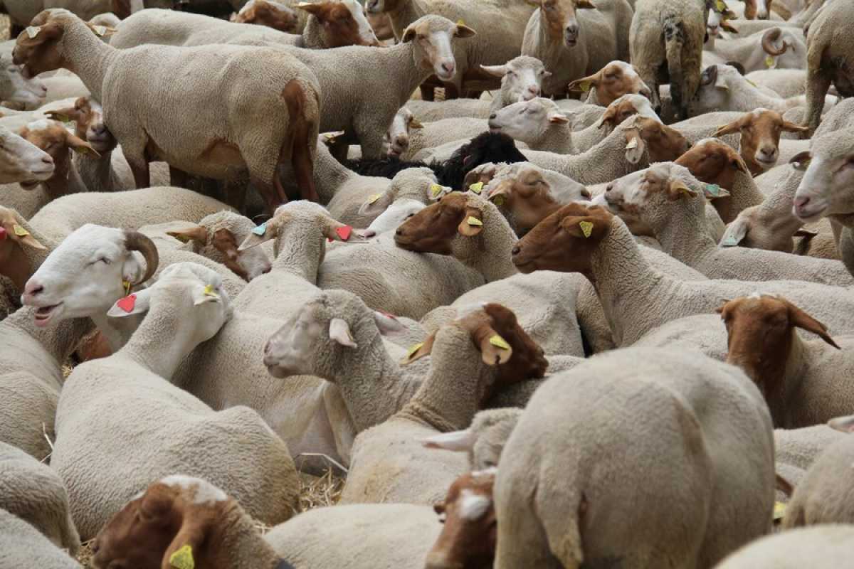 Более 300 владельцев скота привлекли к ответственности в Карагандинской области