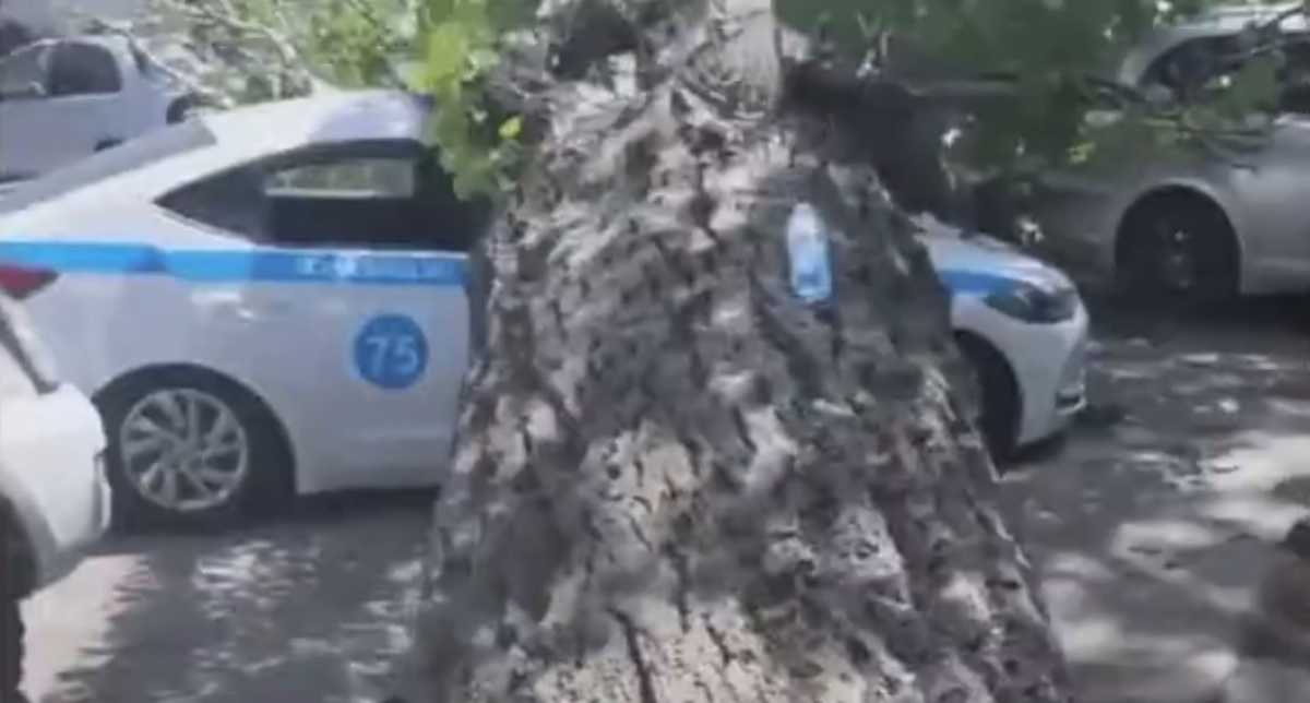 Дерево рухнуло на патрульную машину в Алматы