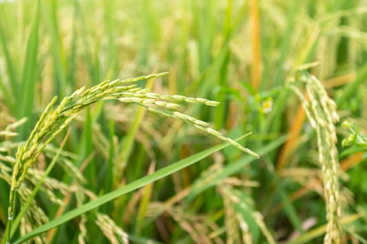 В Казахстане сократят посевы пшеница и риса