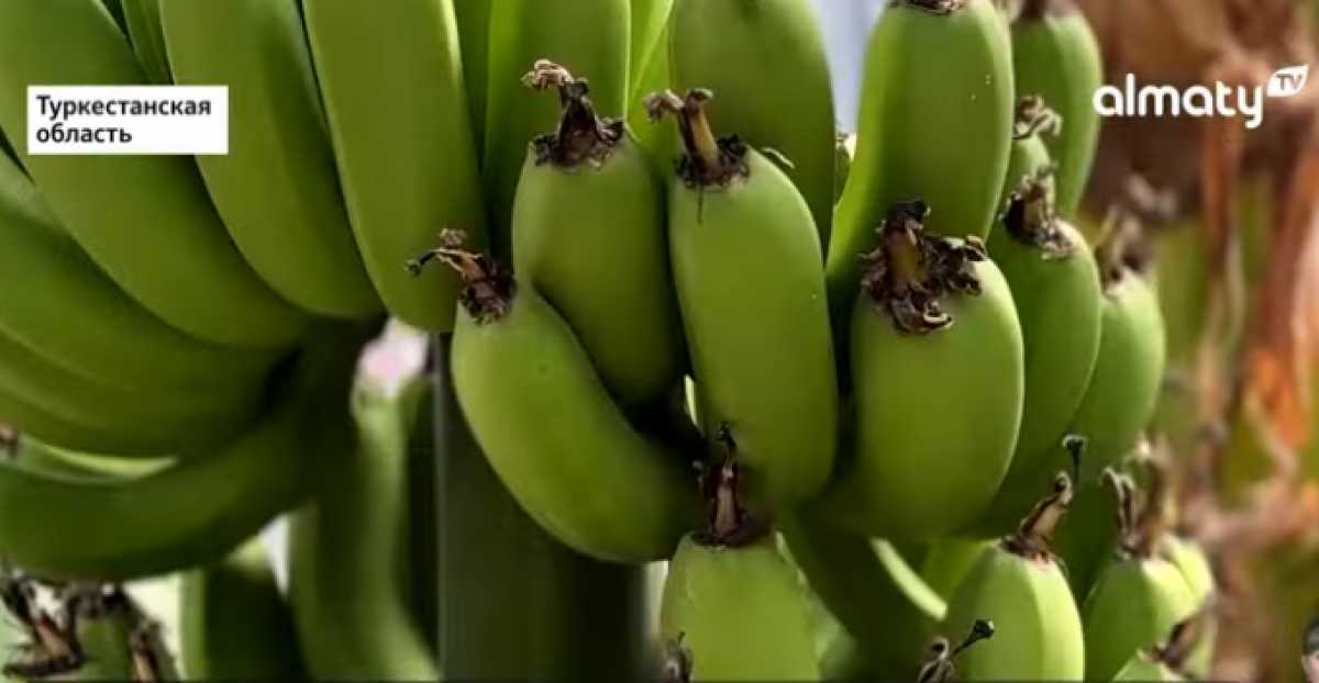 Первый урожай бананов начали собирать в Туркестанской области