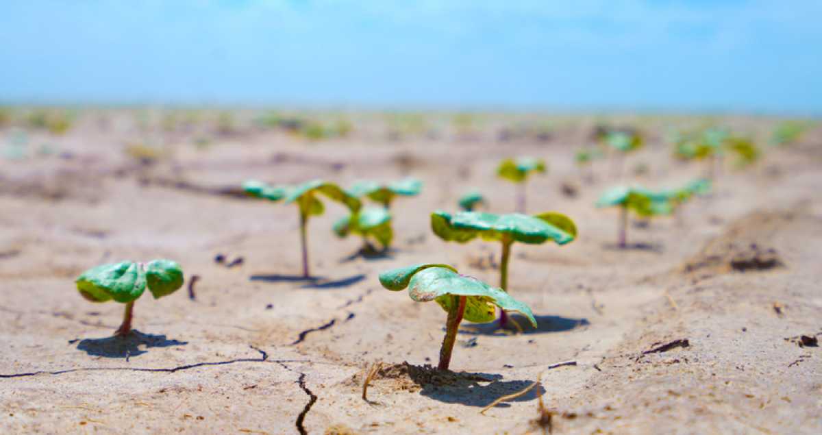 Новые водосберегающие технологии внедряют в Туркестанской области