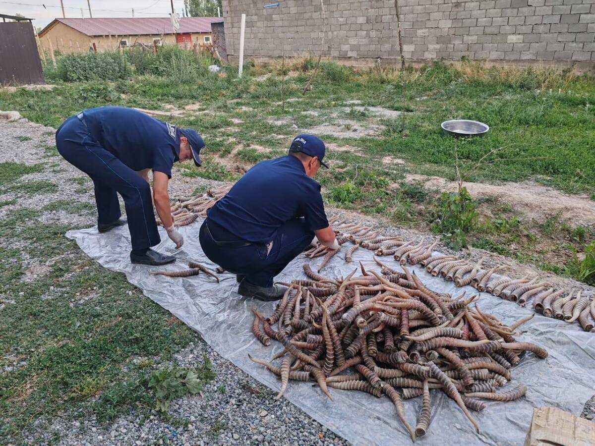 Рога сайги на 1,2 млрд тг обнаружили на чердаке дома жителя Жетысуской  области » Лента новостей Казахстана - Kazlenta.kz