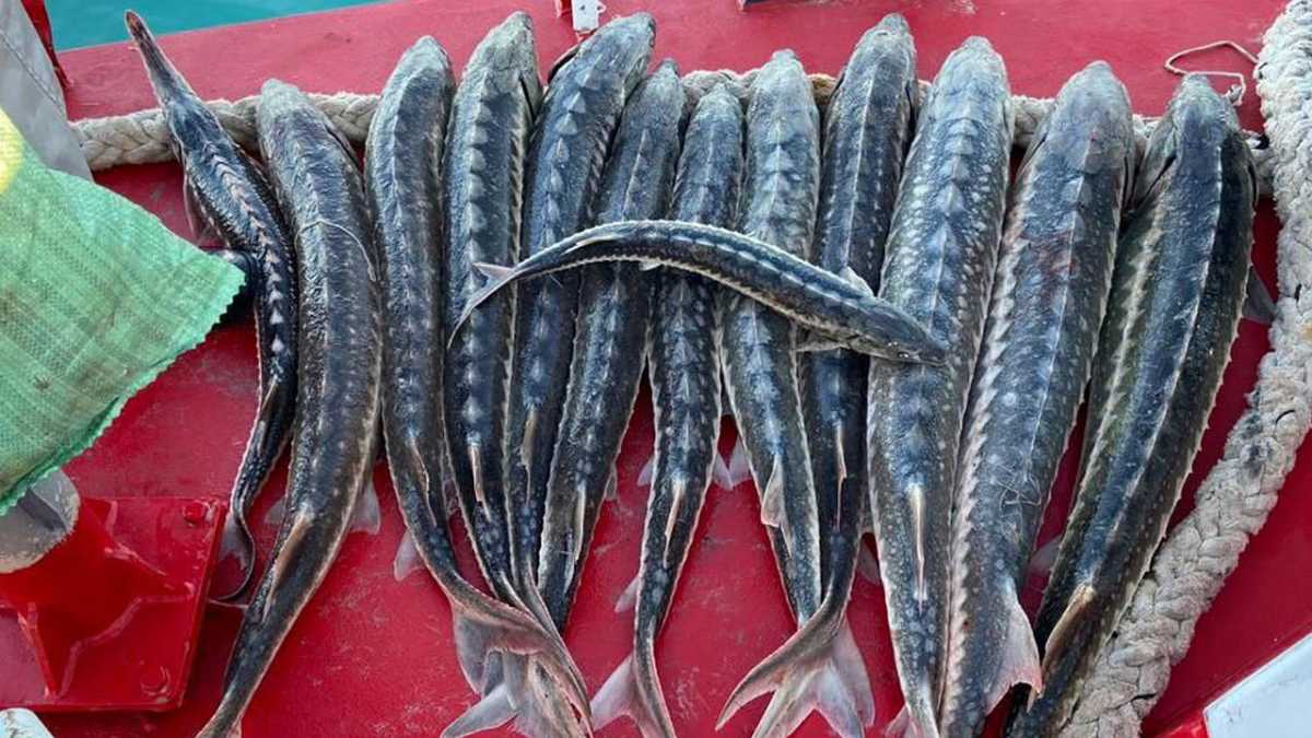 На семь млн тенге оштрафовали рыбаков Каспия