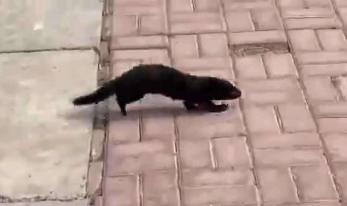 Необычного зверька сняли на видео в Нур-Султане