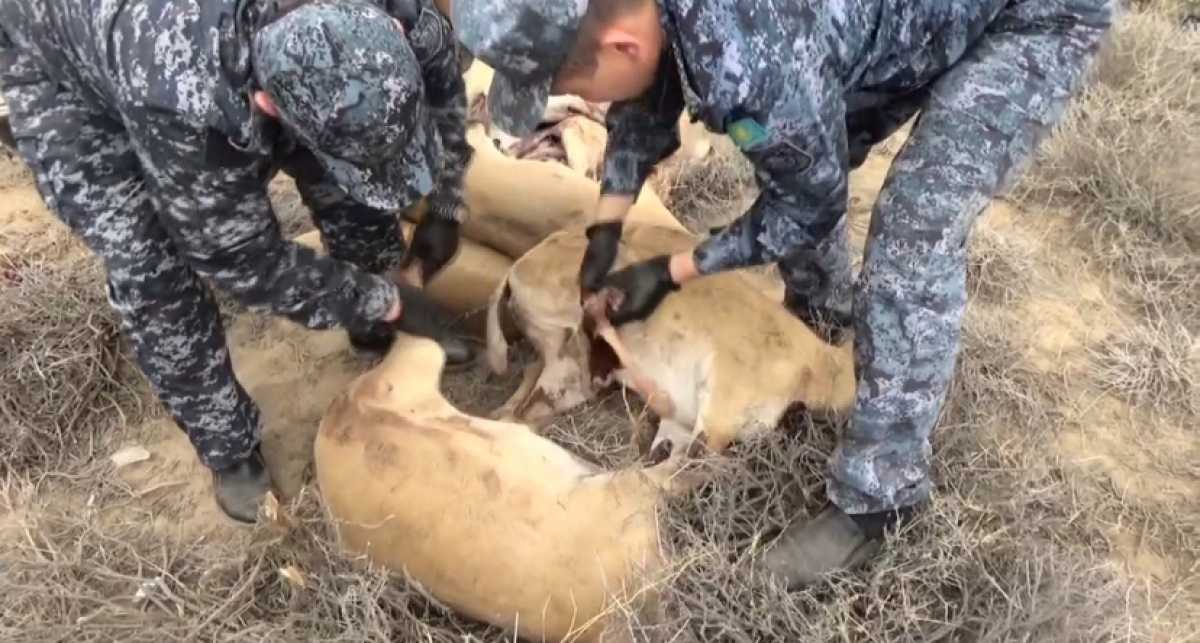 Вооружённых браконьеров задержали в Улытауской области