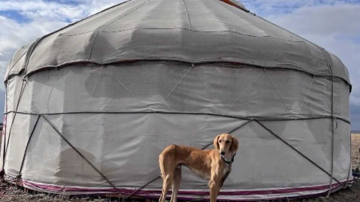 Породу тазы признала Международная кинологическая федерация