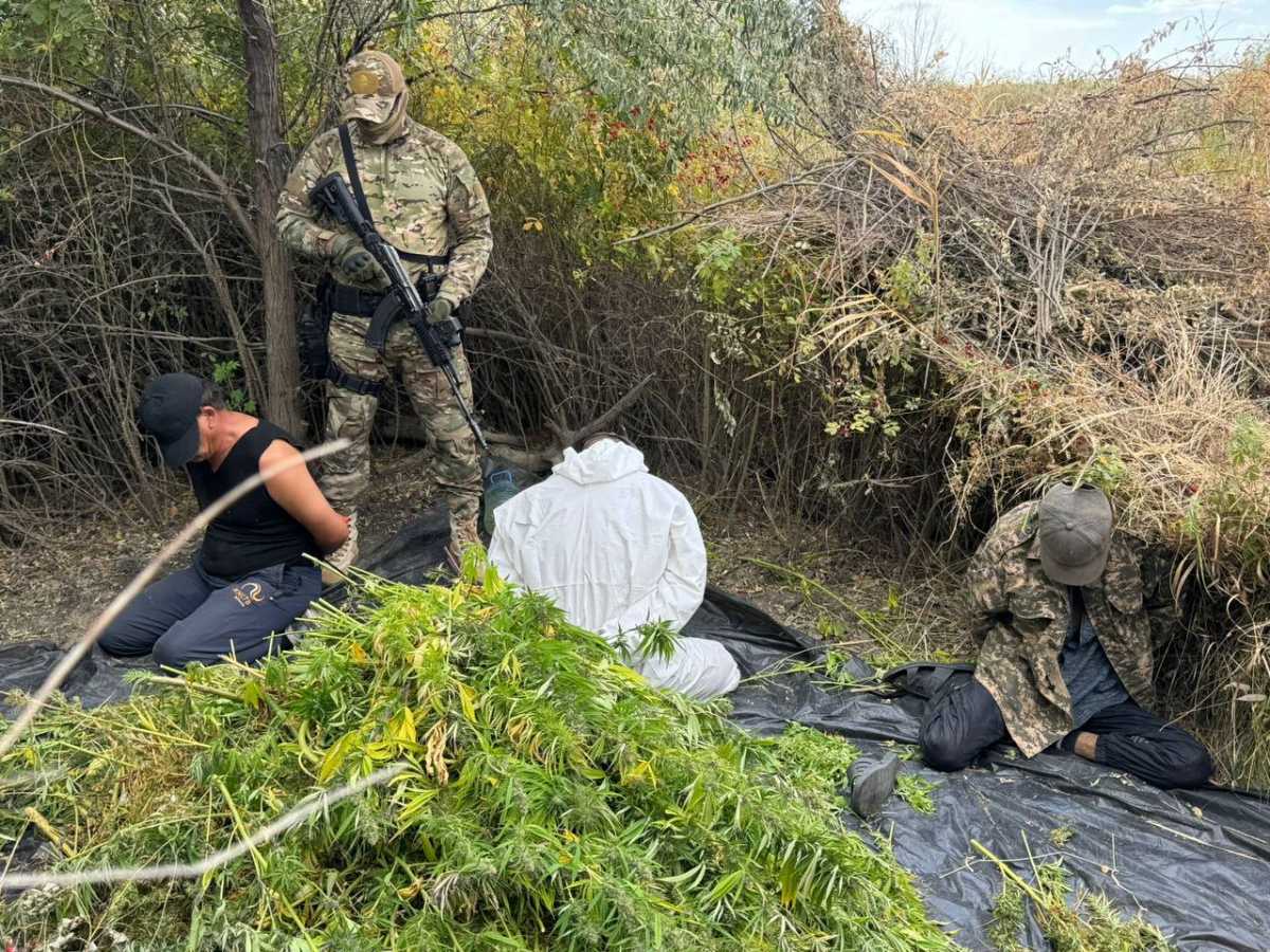 Плантацию конопли ликвидировали в Актюбинской области