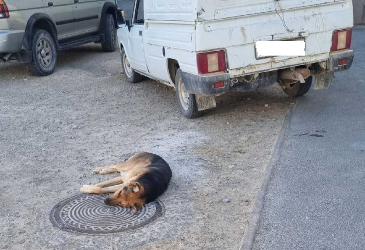 В Актау на глазах у детей усыпили собаку