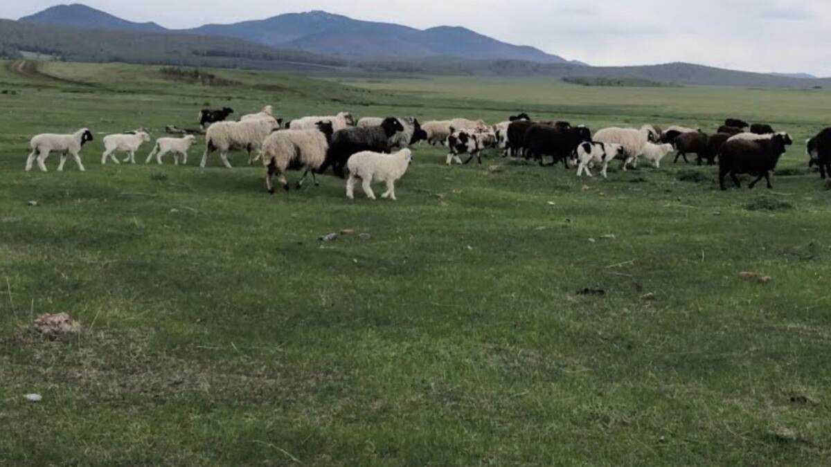 Подозреваемых в краже овец на 1,5 млн тг задержали в Туркестанской области