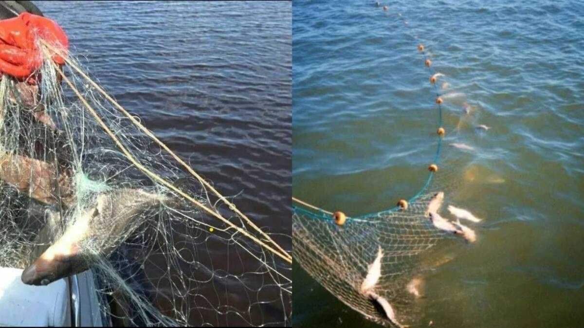 Браконьеров задержали с поличным на водохранилище в Жетысуской области