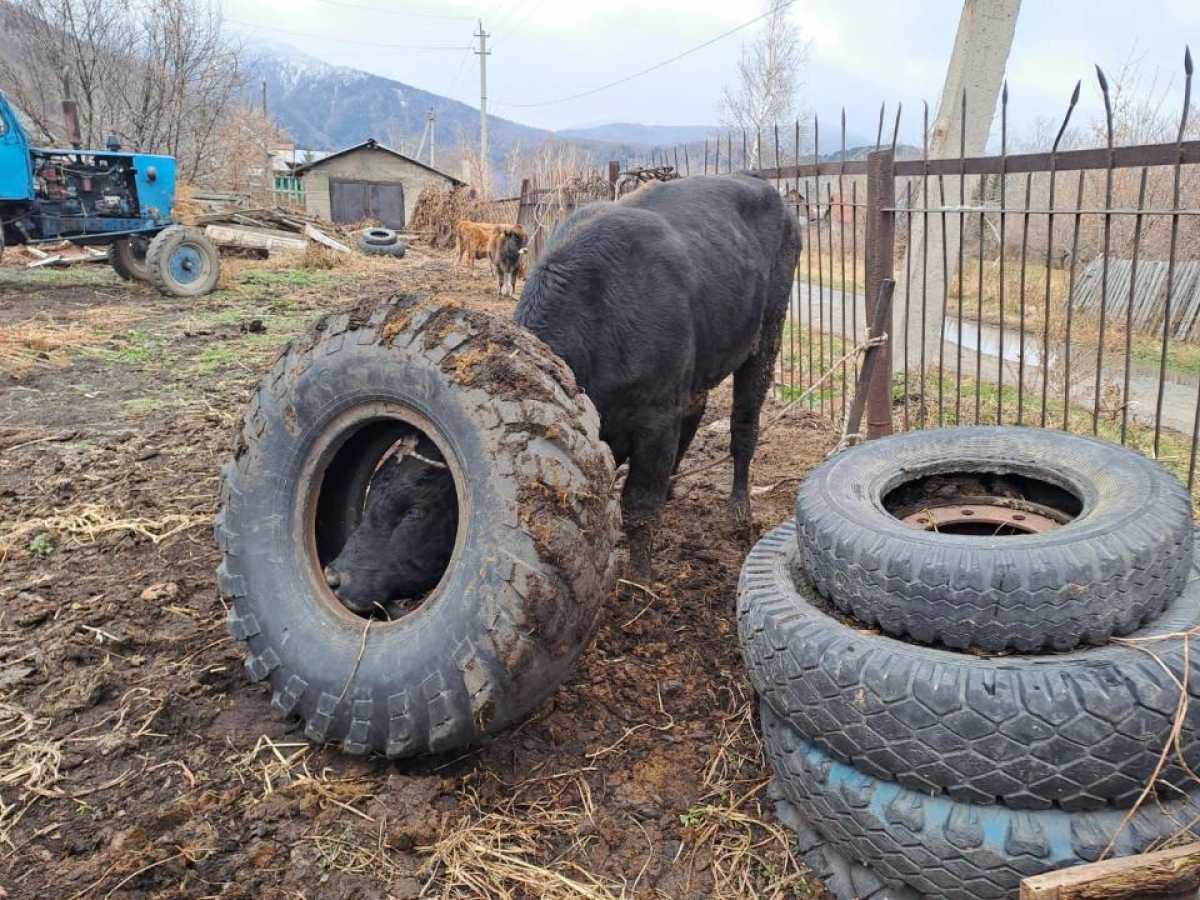 Сотрудники МЧС спасли корову, которая попала в серьезную передрягу