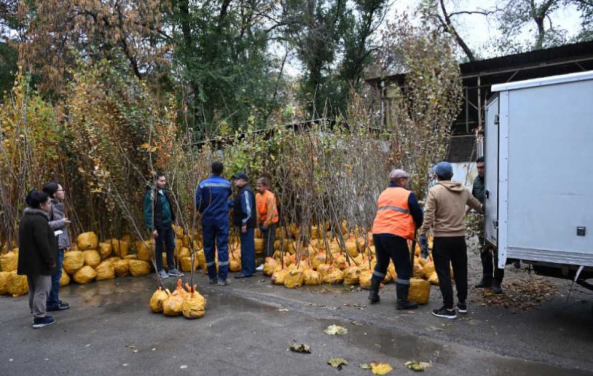 В Алматы подвели итоги акции «Зелёный двор» по безвозмездной выдаче саженцев